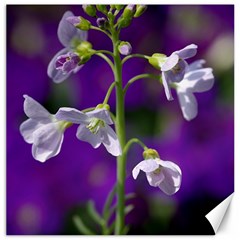 Cuckoo Flower Canvas 12  X 12  (unframed) by Siebenhuehner