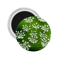 Queen Anne s Lace 2 25  Button Magnet by Siebenhuehner