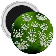 Queen Anne s Lace 3  Button Magnet