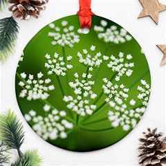 Queen Anne s Lace Round Ornament by Siebenhuehner