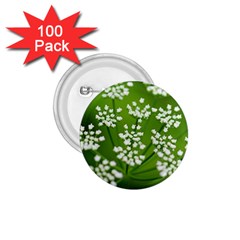 Queen Anne s Lace 1 75  Button (100 Pack) by Siebenhuehner