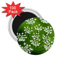 Queen Anne s Lace 2 25  Button Magnet (100 Pack) by Siebenhuehner