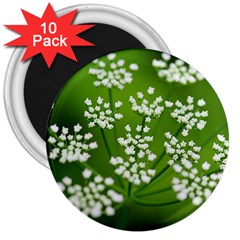 Queen Anne s Lace 3  Button Magnet (10 Pack) by Siebenhuehner