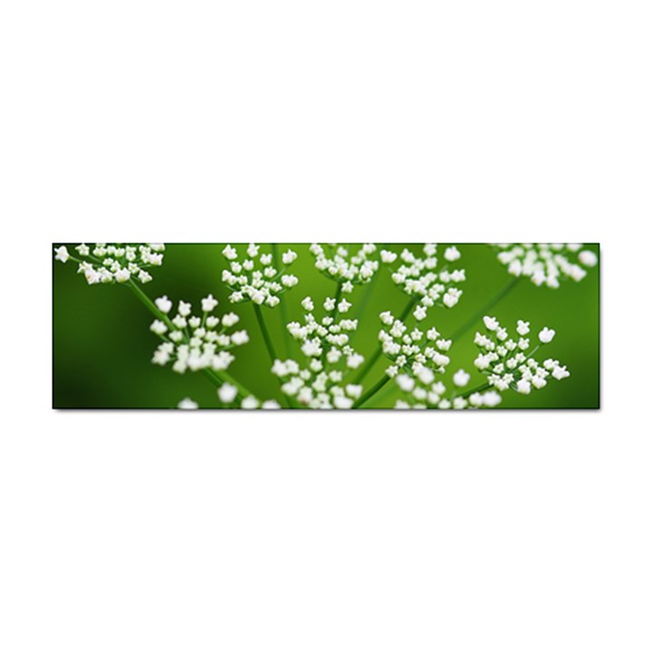 Queen Anne s Lace Bumper Sticker