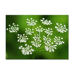 Queen Anne s Lace A4 Sticker 10 Pack by Siebenhuehner