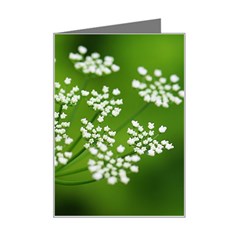 Queen Anne s Lace Mini Greeting Card