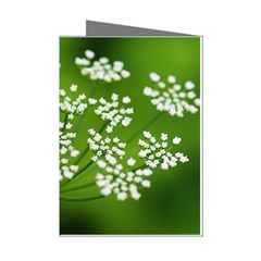 Queen Anne s Lace Mini Greeting Card (8 Pack) by Siebenhuehner