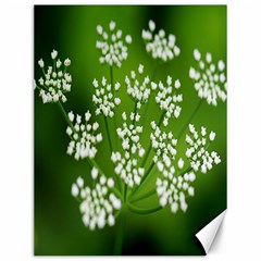 Queen Anne s Lace Canvas 12  X 16  (unframed) by Siebenhuehner