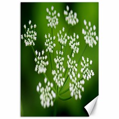 Queen Anne s Lace Canvas 12  X 18  (unframed) by Siebenhuehner