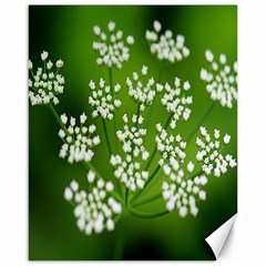 Queen Anne s Lace Canvas 16  X 20  (unframed) by Siebenhuehner