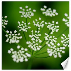 Queen Anne s Lace Canvas 20  X 20  (unframed) by Siebenhuehner