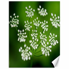 Queen Anne s Lace Canvas 18  X 24  (unframed) by Siebenhuehner