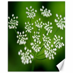 Queen Anne s Lace Canvas 11  X 14  (unframed) by Siebenhuehner