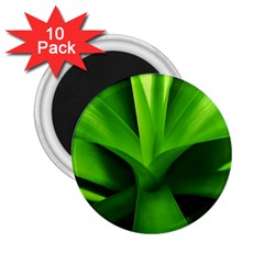 Yucca Palm  2 25  Button Magnet (10 Pack) by Siebenhuehner