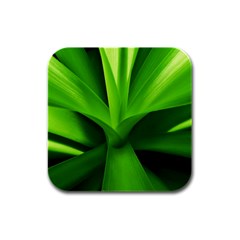 Yucca Palm  Drink Coasters 4 Pack (square) by Siebenhuehner