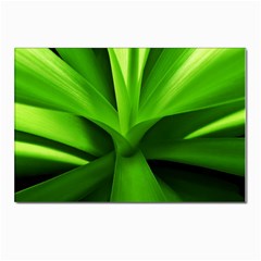 Yucca Palm  Postcards 5  X 7  (10 Pack)