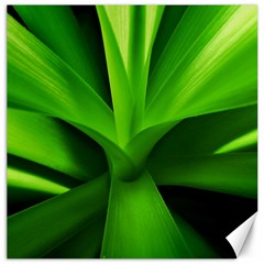 Yucca Palm  Canvas 12  X 12  (unframed) by Siebenhuehner