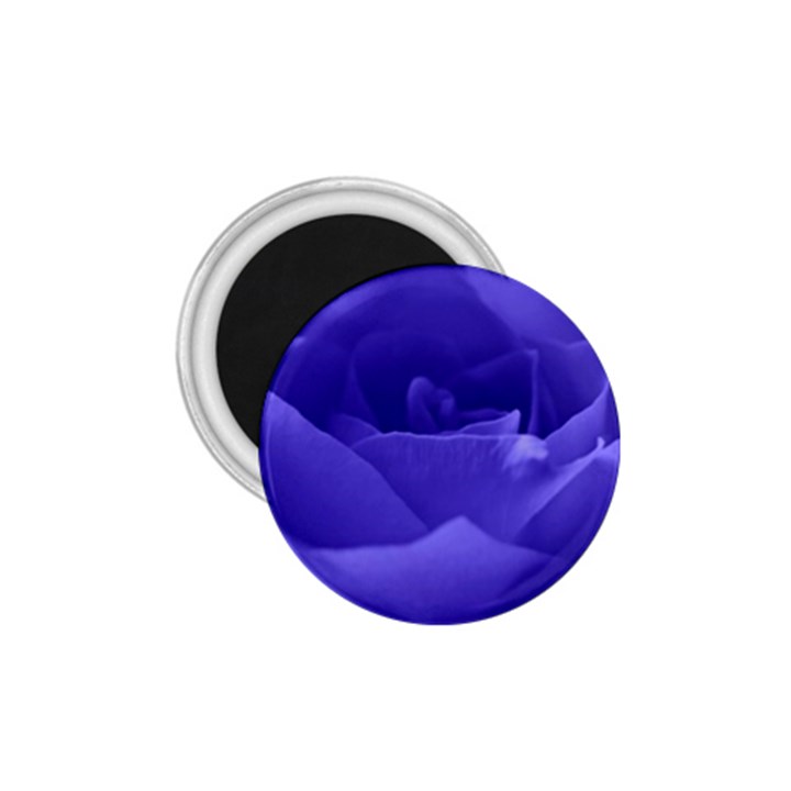 Rose 1.75  Button Magnet