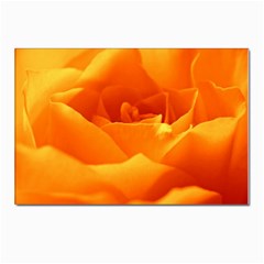 Rose Postcard 4 x 6  (10 Pack) by Siebenhuehner