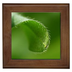 Leaf Framed Ceramic Tile by Siebenhuehner