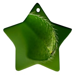 Leaf Star Ornament (two Sides) by Siebenhuehner