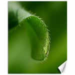 Leaf Canvas 11  x 14  (Unframed) 10.95 x13.48  Canvas - 1