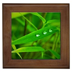 Bamboo Leaf With Drops Framed Ceramic Tile by Siebenhuehner