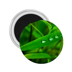 Bamboo Leaf With Drops 2 25  Button Magnet by Siebenhuehner