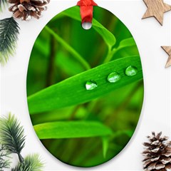 Bamboo Leaf With Drops Oval Ornament