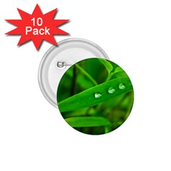 Bamboo Leaf With Drops 1 75  Button (10 Pack) by Siebenhuehner