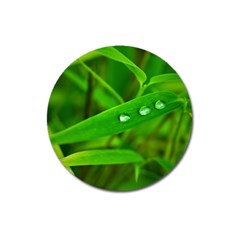 Bamboo Leaf With Drops Magnet 3  (round) by Siebenhuehner