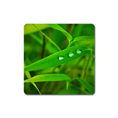 Bamboo Leaf With Drops Magnet (square) by Siebenhuehner