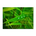 Bamboo Leaf With Drops A4 Sticker 100 Pack Front