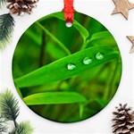 Bamboo Leaf With Drops Round Ornament (Two Sides) Front