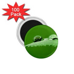 Waterdrops 1 75  Button Magnet (100 Pack) by Siebenhuehner