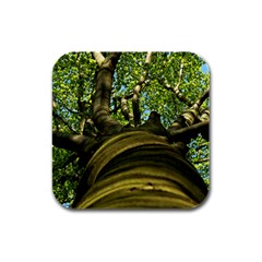 Tree Drink Coasters 4 Pack (square) by Siebenhuehner