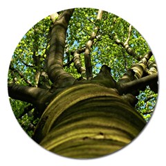 Tree Magnet 5  (round) by Siebenhuehner