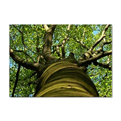 Tree A4 Sticker 10 Pack by Siebenhuehner