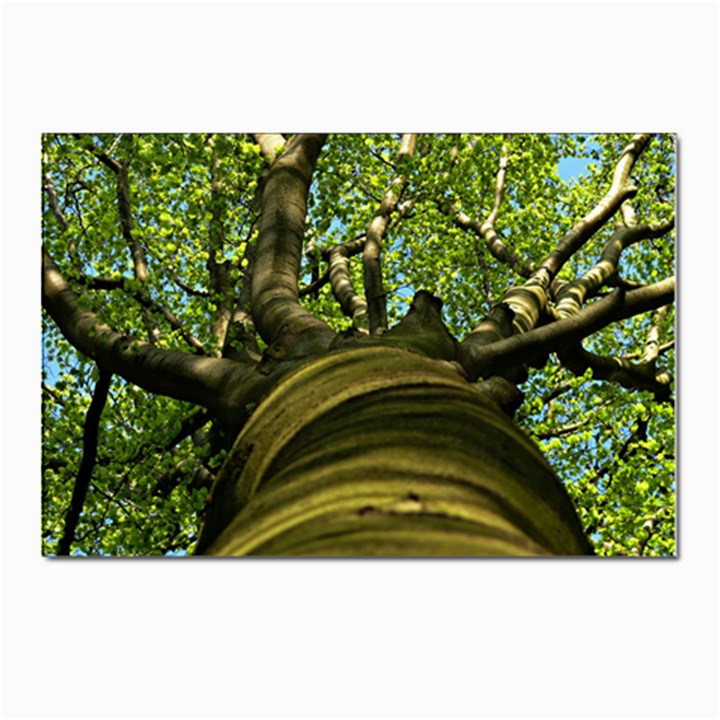 Tree Postcards 5  x 7  (10 Pack)