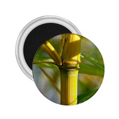 Bamboo 2 25  Button Magnet by Siebenhuehner