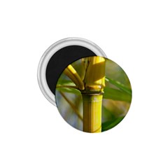 Bamboo 1 75  Button Magnet by Siebenhuehner