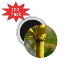 Bamboo 1 75  Button Magnet (100 Pack) by Siebenhuehner