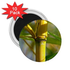 Bamboo 2 25  Button Magnet (10 Pack) by Siebenhuehner