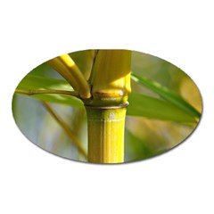 Bamboo Magnet (Oval)