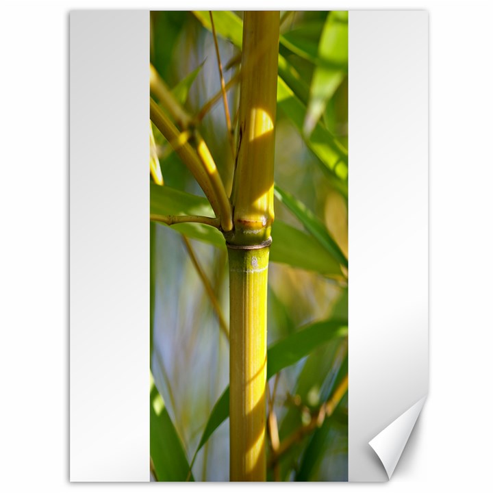 Bamboo Canvas 36  x 48  (Unframed)