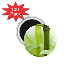 Bamboo 1 75  Button Magnet (100 Pack) by Siebenhuehner