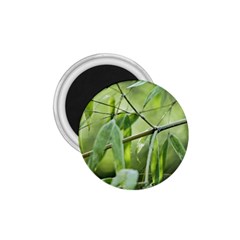 Bamboo 1 75  Button Magnet by Siebenhuehner