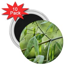 Bamboo 2 25  Button Magnet (10 Pack) by Siebenhuehner