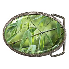 Bamboo Belt Buckle (oval) by Siebenhuehner