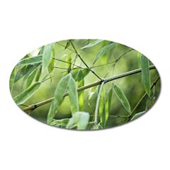 Bamboo Magnet (oval) by Siebenhuehner